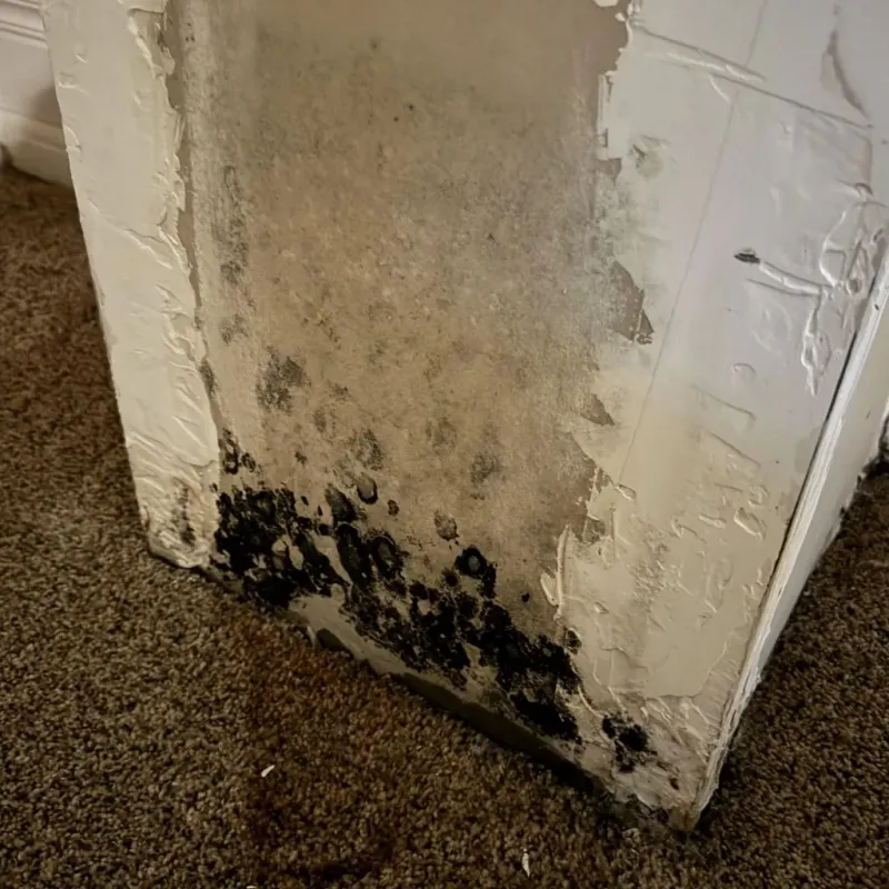 Professional Mold Removal in Catlin, IL